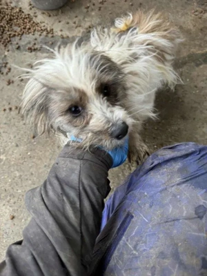 kleine, liebe Hündin "Amelie" sucht dringend ein schönes Zuhause Bild 7