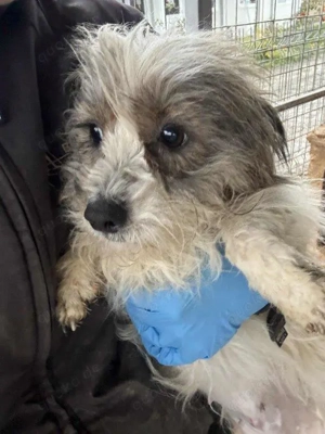 kleine, liebe Hündin "Amelie" sucht dringend ein schönes Zuhause Bild 10