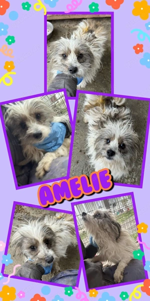 kleine, liebe Hündin "Amelie" sucht dringend ein schönes Zuhause