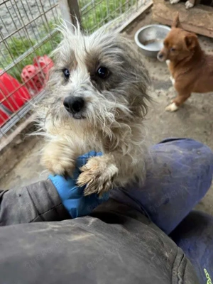 kleine, liebe Hündin "Amelie" sucht dringend ein schönes Zuhause Bild 8