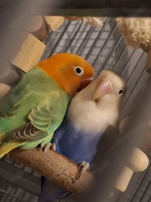 Agaponoiden Pärchen