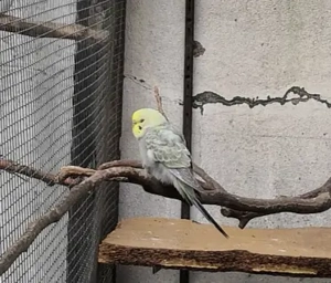 Wellensittiche abzugeben 