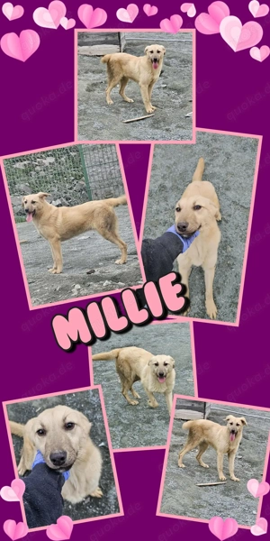 junges, wunderschönes Hundemädchen "Millie" sucht dringend ein liebevolles Zuhause 