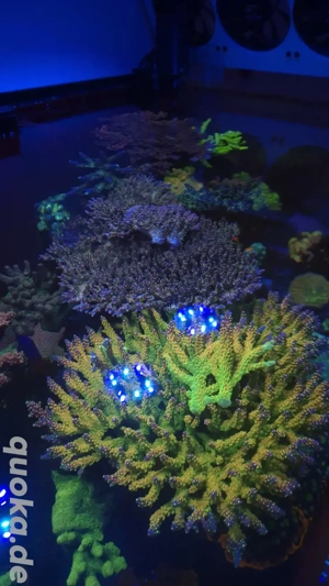 Acropora Mango Garden