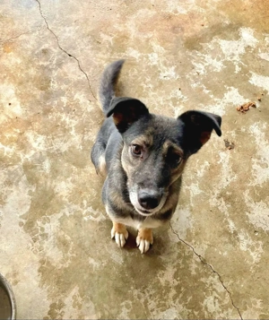 Kanzi möchte deine Wegbegleiterin sein Bild 5