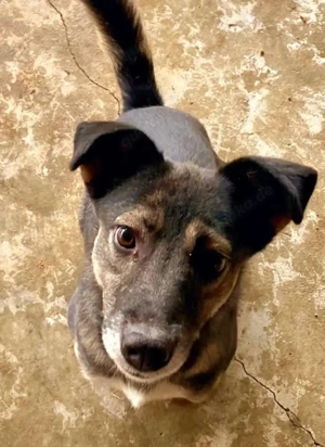 Kanzi möchte deine Wegbegleiterin sein Bild 2