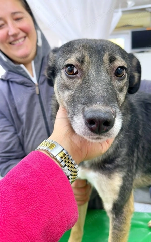 Kanzi möchte deine Wegbegleiterin sein Bild 4