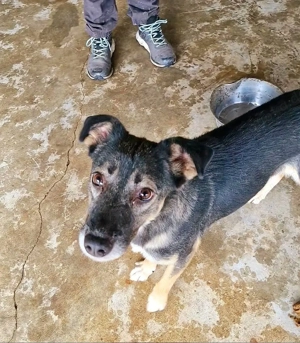 Kanzi möchte deine Wegbegleiterin sein Bild 3