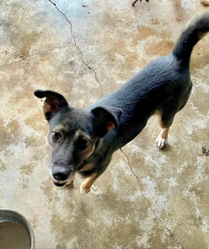 Kanzi möchte deine Wegbegleiterin sein Bild 6