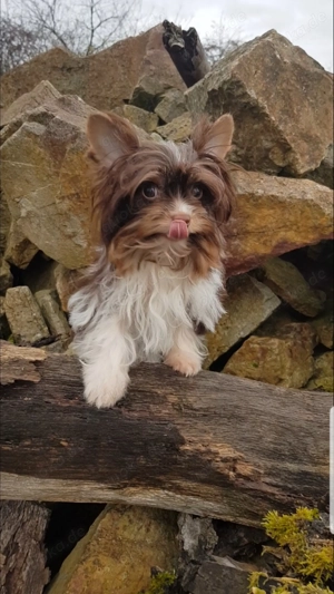 Yorkshire Terrier  Bild 5