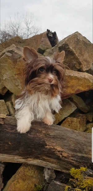 Yorkshire Terrier  Bild 3