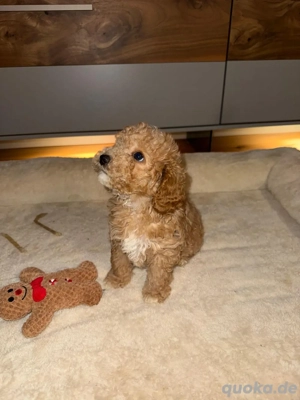 Letzter Maltipoo-Rüde sucht noch seine Familie     