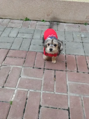 Yorkie (Mischling) *JANOSCH* - er ist noch ein Welpe