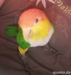 Rostkappenpapagei zahm