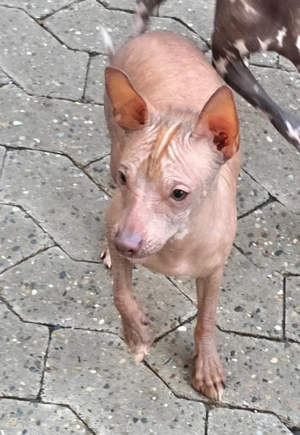 Xoloitzcuintle Xolo,  Chinese crested dog,  Hündin abzugeben 