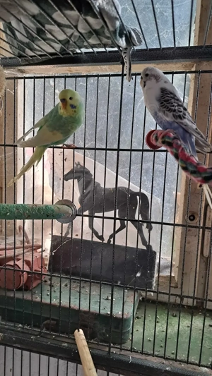 Wellensittiche zu verkaufen 