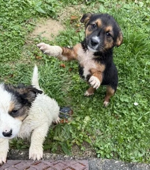 Tilly (geb. 09 2025) im Tierheim in Bosnien sucht ihr Zuhause