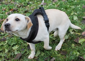 Eugen   ein junger Rüde sucht endlich ein liebevolles Zuhause