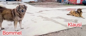 Klausi - schenkst du ihm ein richtiges Zuhause? Bild 7