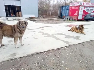 Klausi - schenkst du ihm ein richtiges Zuhause? Bild 8