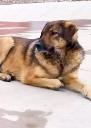 Klausi - schenkst du ihm ein richtiges Zuhause? Bild 6