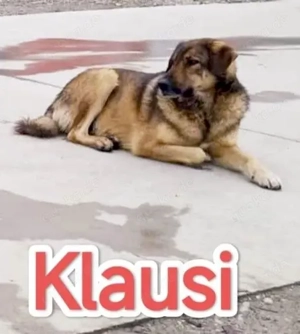 Klausi - schenkst du ihm ein richtiges Zuhause?