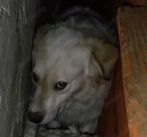 Möchtest du Addy ein Zuhause schenken? Bild 5