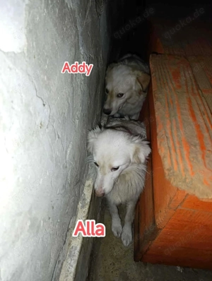 Möchtest du Addy ein Zuhause schenken? Bild 6