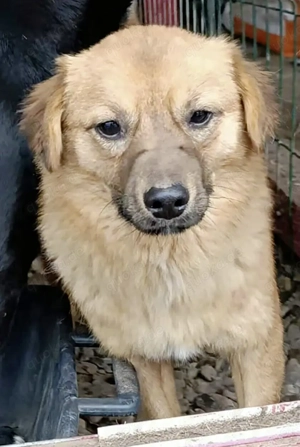 Hank sucht ein Zuhause für immer