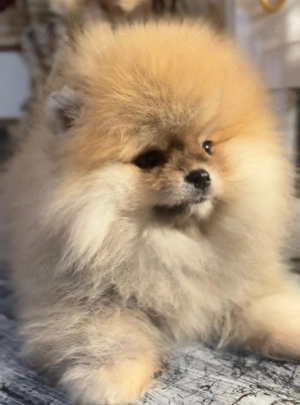 Bei Interesse bitte privat melden. 