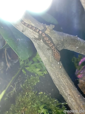 Jungferngecko, Gecko Bild 2