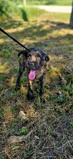 Zurro - heimatloses Lakritznäschen