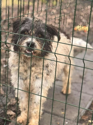 Aponi - die liebe Hündin wünscht sich ein Zuhause