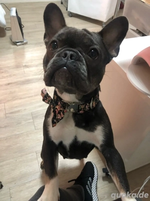Französische Bulldogge weibchen 