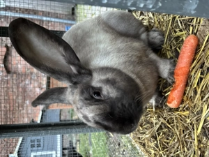 Deutscher Riese Kanninchen 