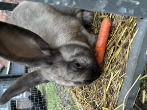 Deutscher Riese Kanninchen  Bild 2