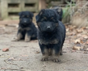 Altdeutsche Schäferhund welpen