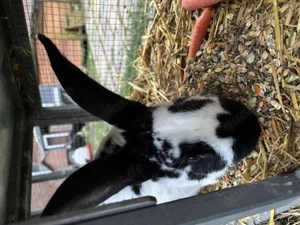 Deutscher Riese Kanninchen  Bild 4