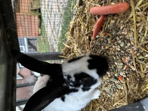 Deutscher Riese Kanninchen  Bild 3