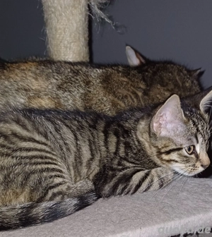 Süße Katzenbabys zu verkaufen