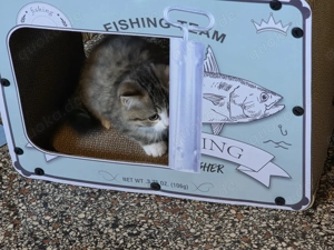 Perser Ragdoll Ekh Mix Meine 3 Flaschenkinder dürfen ausziehen Kitten Katzenbaby Bild 5