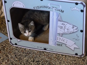 Perser Ragdoll Ekh Mix Meine 3 Flaschenkinder dürfen ausziehen Kitten Katzenbaby Bild 4