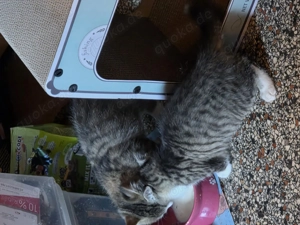 Perser Ragdoll Ekh Mix Meine 3 Flaschenkinder dürfen ausziehen Kitten Katzenbaby Bild 3