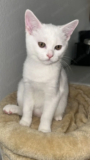 BKH Kitten- Abholbereit