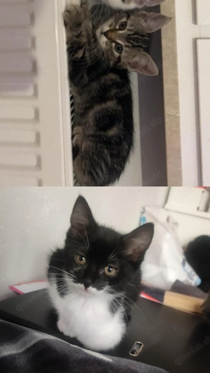 Zwei süße Kitten suchen ein liebevolles Zuhause  Bild 6