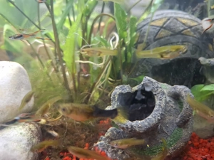 Biete junge Endler Guppys (2-3cm groß)