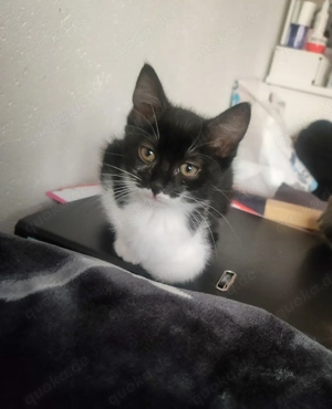 Zwei süße Kitten suchen ein liebevolles Zuhause  Bild 2