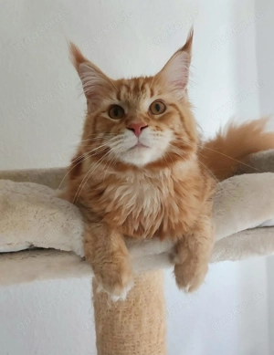 Niedliche Maincoon Babys  Bild 10