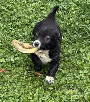 Matz (geb. 09 2025) im Tierheim in Bosnien sucht sein Zuhause