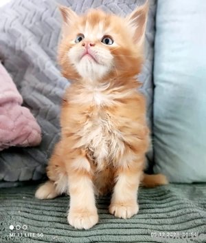 Reinrassige Maine Coon Kitten 
